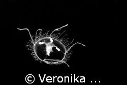 CRASPEDACUSTA SOWERBYII.
This is a jellyfish that lives ... by Veronika Matějková 